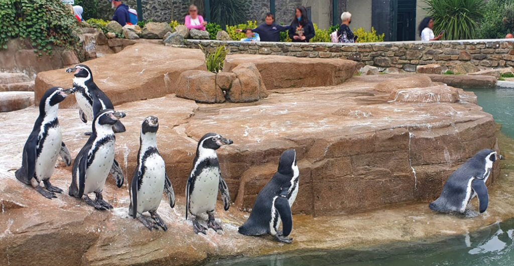 Penguins walk around the rocks at Paradise Park and JungleBarn in Hayle. Crowds look on at the park as the penguins have fun